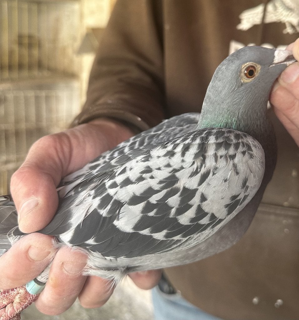 Bewezen kweekduiven, Femelle, Pigeon voyageur