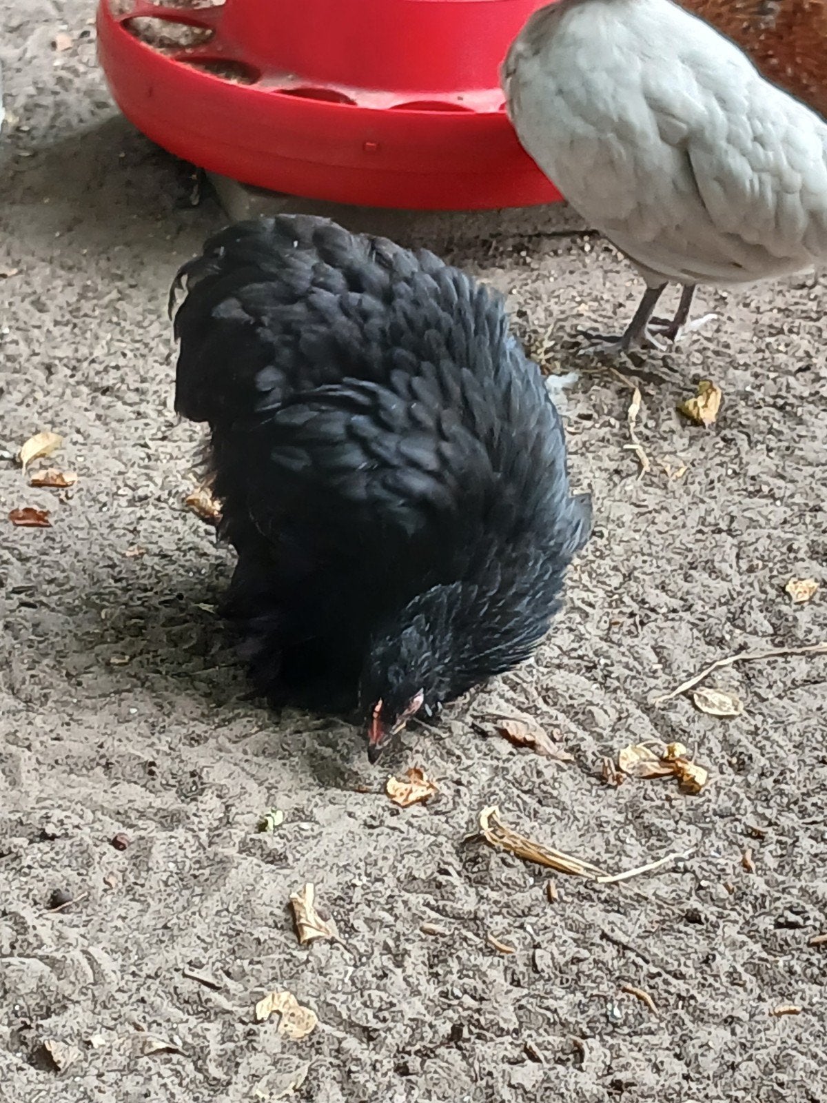 cochinkriel, Dieren en Toebehoren, Pluimvee