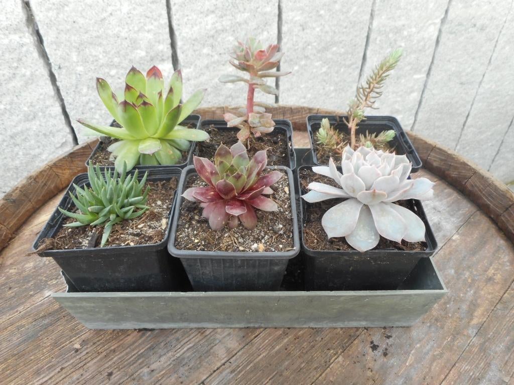 plantes, Plein soleil, Été, Plante fixe, Enlèvement ou Envoi
