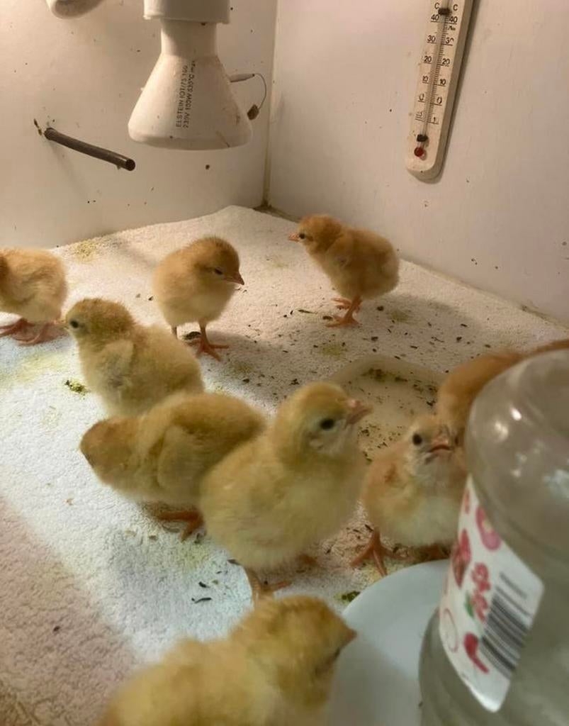 Kuikentjes ideaal voor onder broedse kip, Dieren en Toebehoren, Pluimvee, Kip