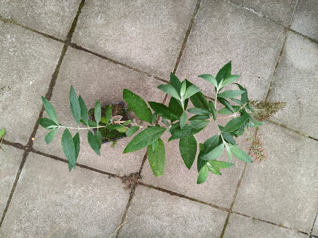 Vlinderstruik, Tuin en Terras, Volle zon, Vaste plant, Zomer, Ophalen