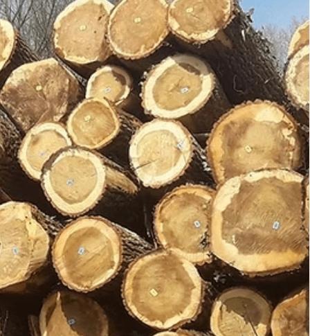 Stookhout / kachel hout / stammen / stamhout, Doe-het-zelf en Bouw, Verwarming en Radiatoren, Kachel, Ophalen