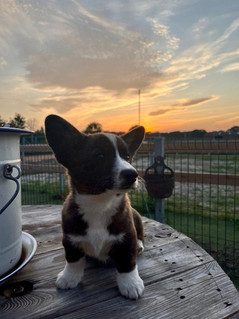 Prachtige Welsh Corgi pups zoeken een warme thuis, Dieren en Toebehoren, Parvo, België, Fokker | Hobbymatig, Overige rassen