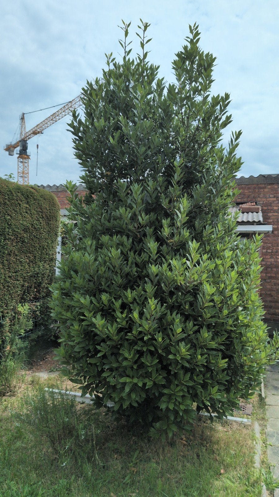 Struik - Laurier, Tuin en Terras, Ophalen