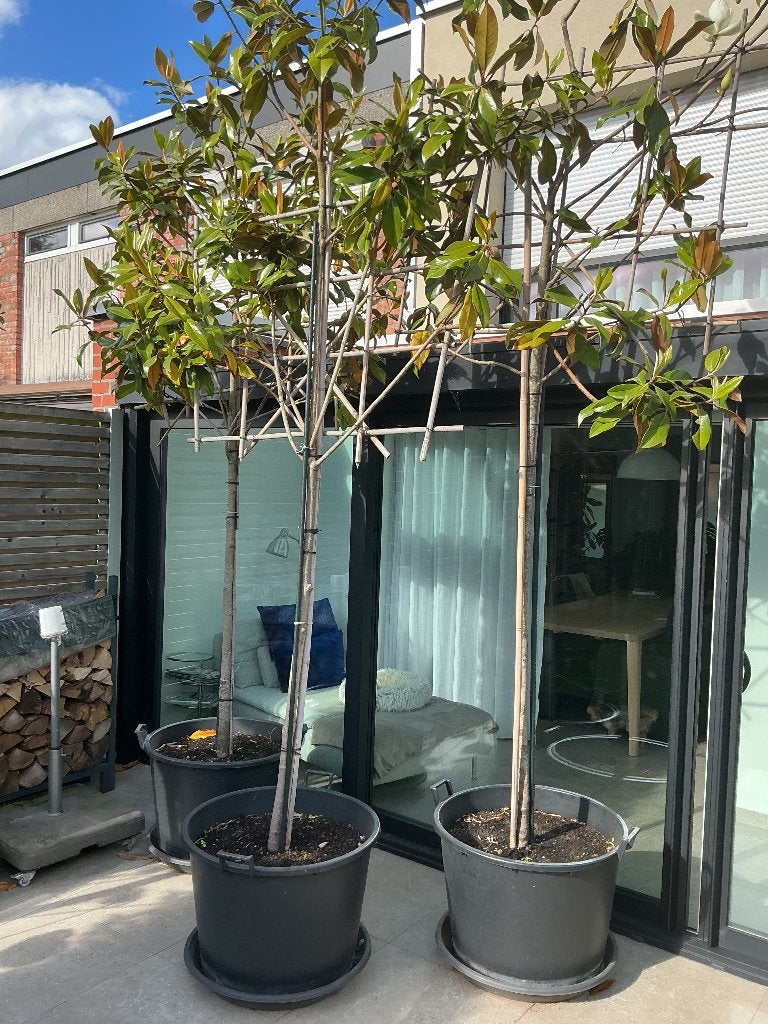 Magnolia grandiflora leiboom in pot, Ophalen, In pot, Leiboom