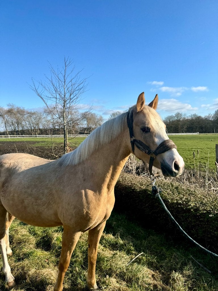 Super lieve sport pony, Dieren en Toebehoren, Pony's, Merrie, B, D pony (1.37m tot 1.48m), 3 tot 6 jaar, Met stamboom, Gechipt