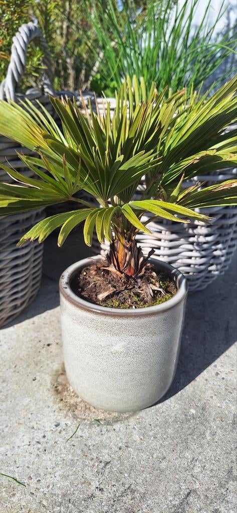 Palm in keramische sierpot, Ophalen, Vaste plant, Overige soorten, Volle zon