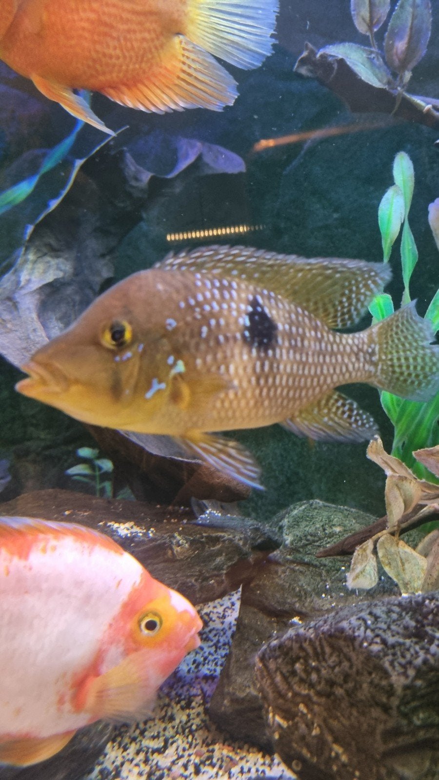 Couple reproducteur Geophag4us brasiliensis, Animaux & Accessoires, Poisson, Poisson d'eau douce, Banc de poissons