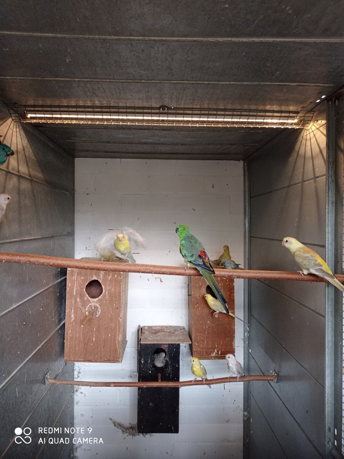 Roodrugparkiet, Plusieurs animaux, Perruche, Bagué