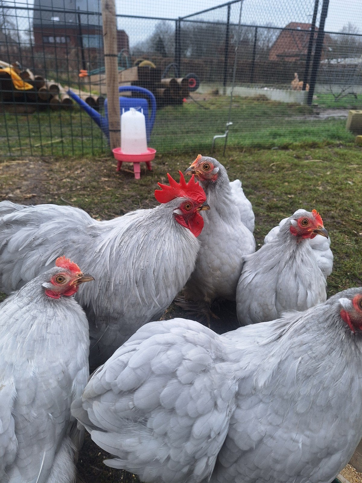 Cochin kriel toompjes parelgrijs, Dieren en Toebehoren, Meerdere dieren, Kip