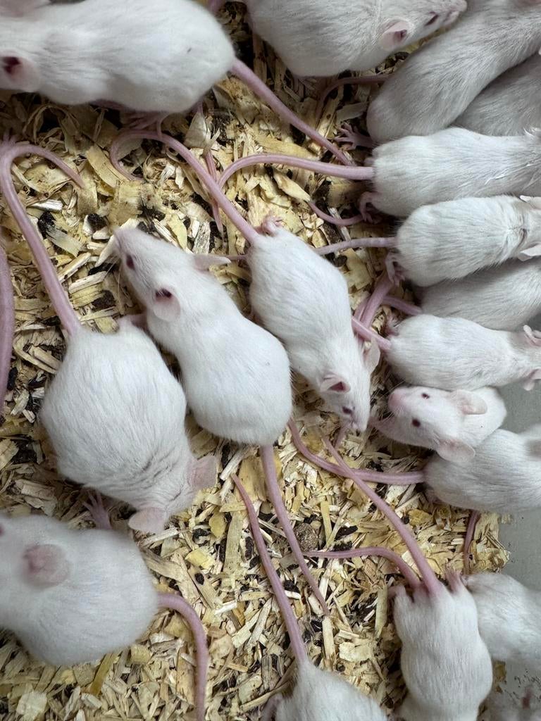 Voedermuizen zowel levend als diepvries, Dieren en Toebehoren, Maart