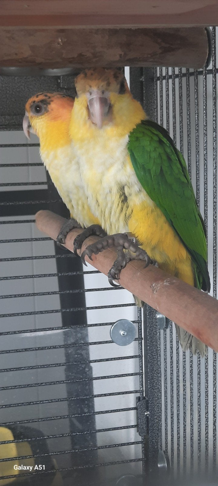 roestkop caique, Animaux & Accessoires, Plusieurs animaux, Perroquet, Bagué