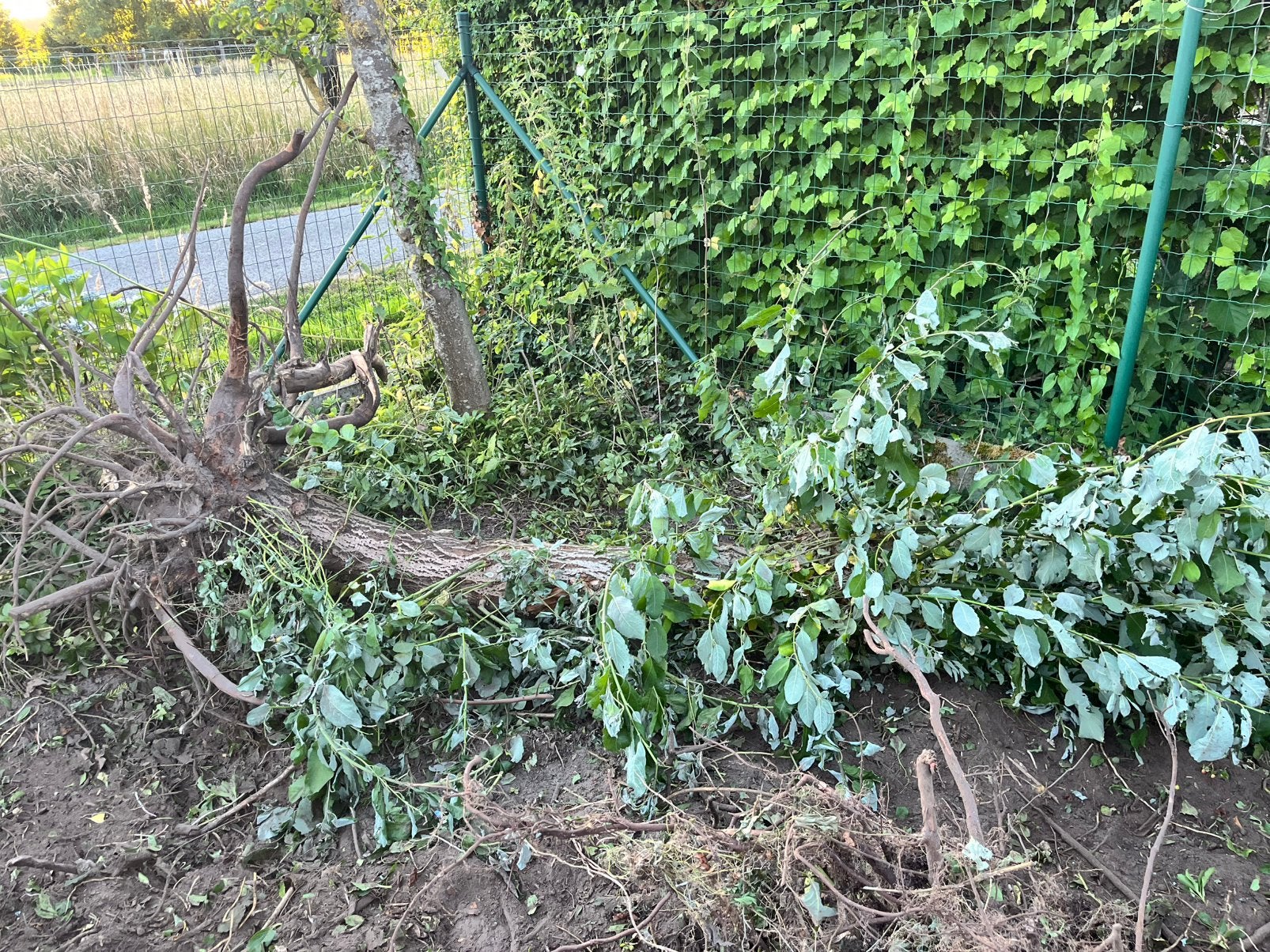Jonge wilg en hazelaar om te verzagen tot brandhout, Ophalen