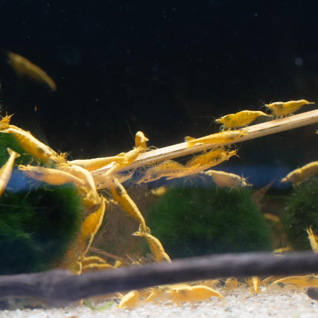 Crevettes jaunes Golden Top Neocaridina, Homard, Crabe ou Crevette, Poisson d'eau douce
