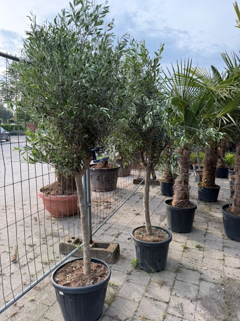 Olijfbomen jong, Tuin en Terras, Ophalen