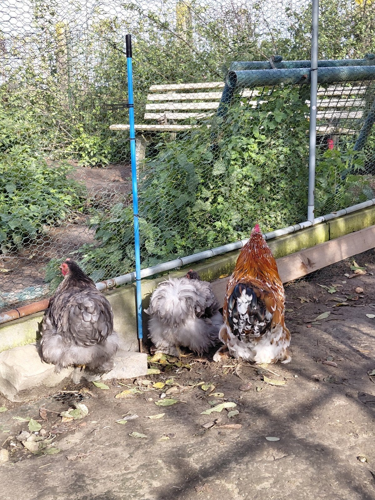 trio pékin de Mars 2026, Animaux & Accessoires, Plusieurs animaux, Poule ou poulet