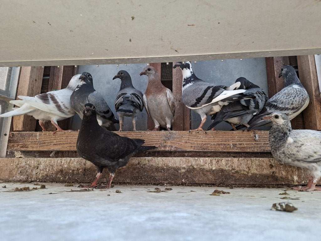 Beaux jeunes pigeons de course, Plusieurs animaux, Pigeon voyageur