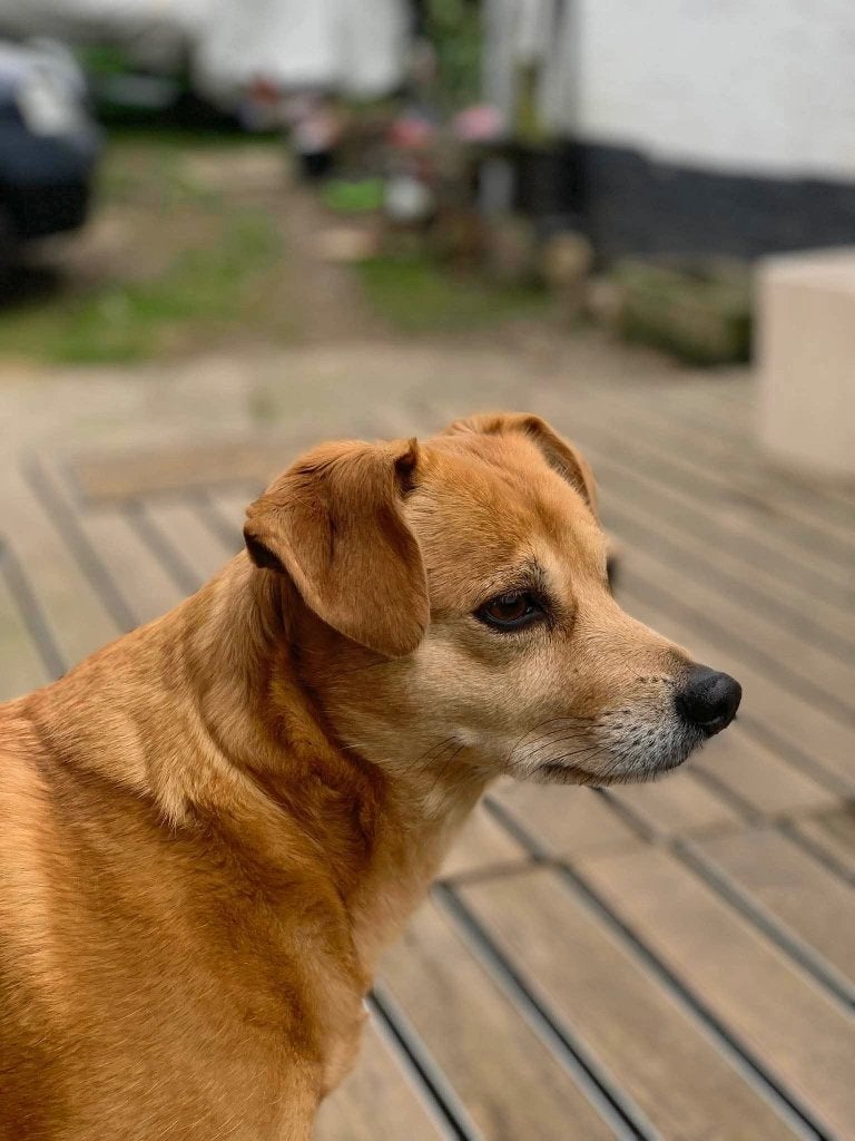 RECHERCHÉ : Lieu de vie avec jardin pour 1 pers + 4 chiens