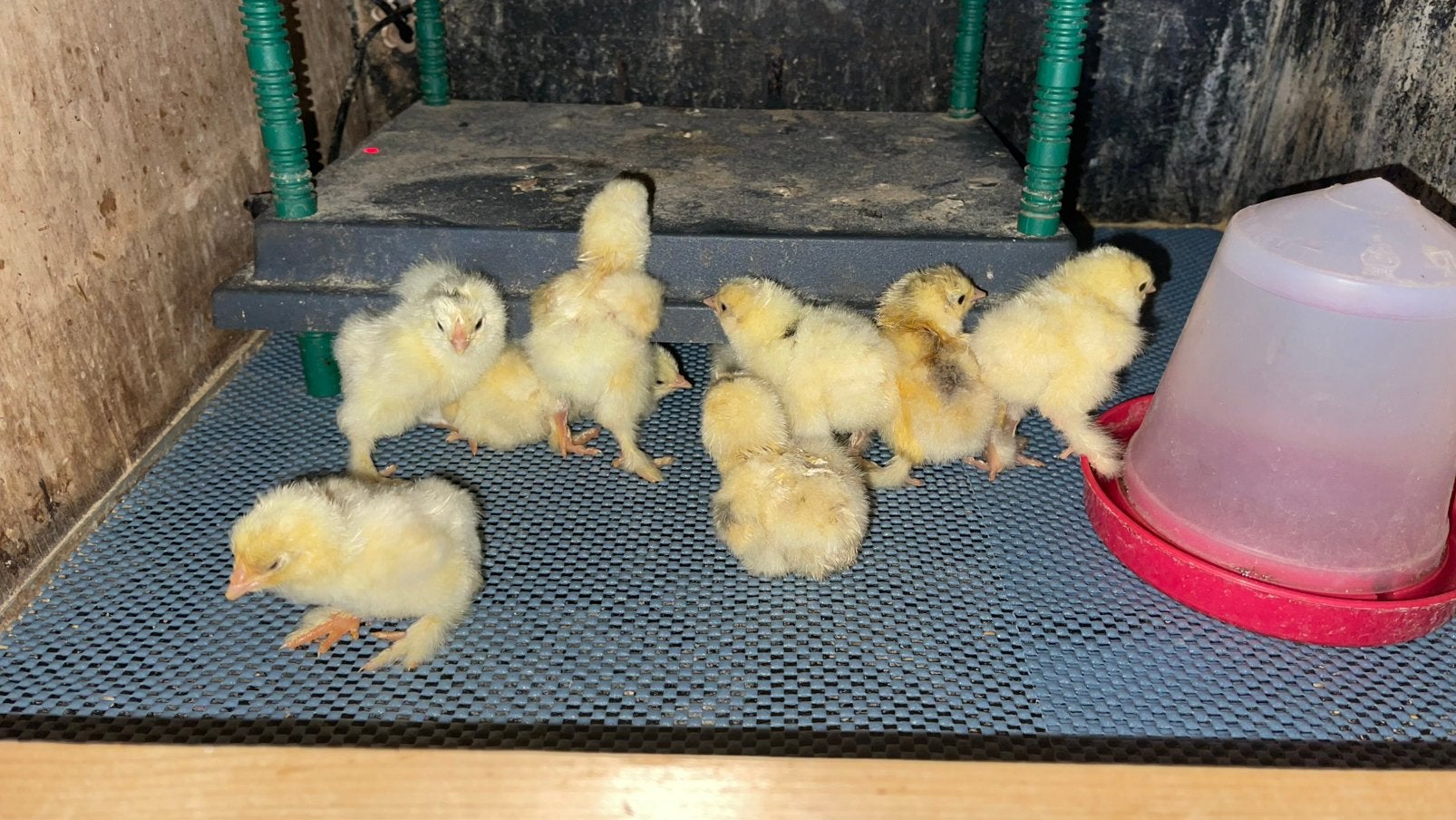 Brahma, Gans, Nandoe kuikens, Dieren en Toebehoren, Geslacht onbekend, Kip