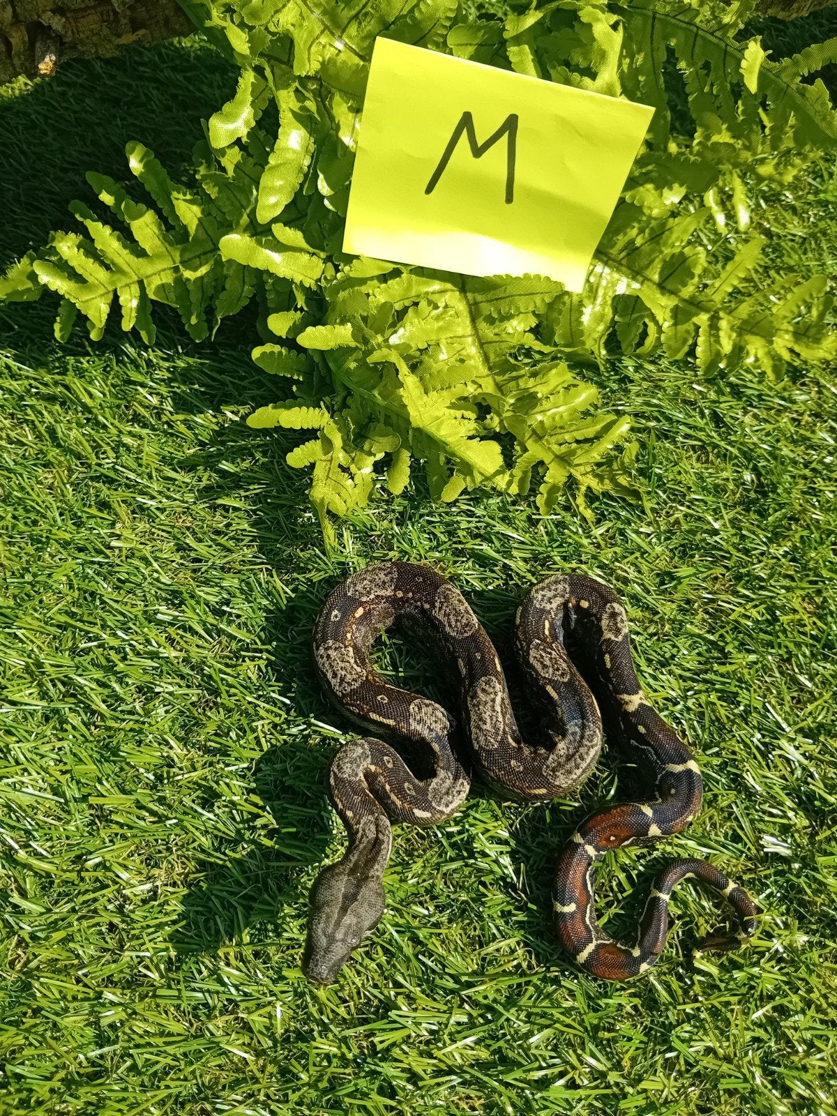 2 jonge boa constrictor imperator, Animaux & Accessoires, Serpent, Domestique, 0 à 2 ans