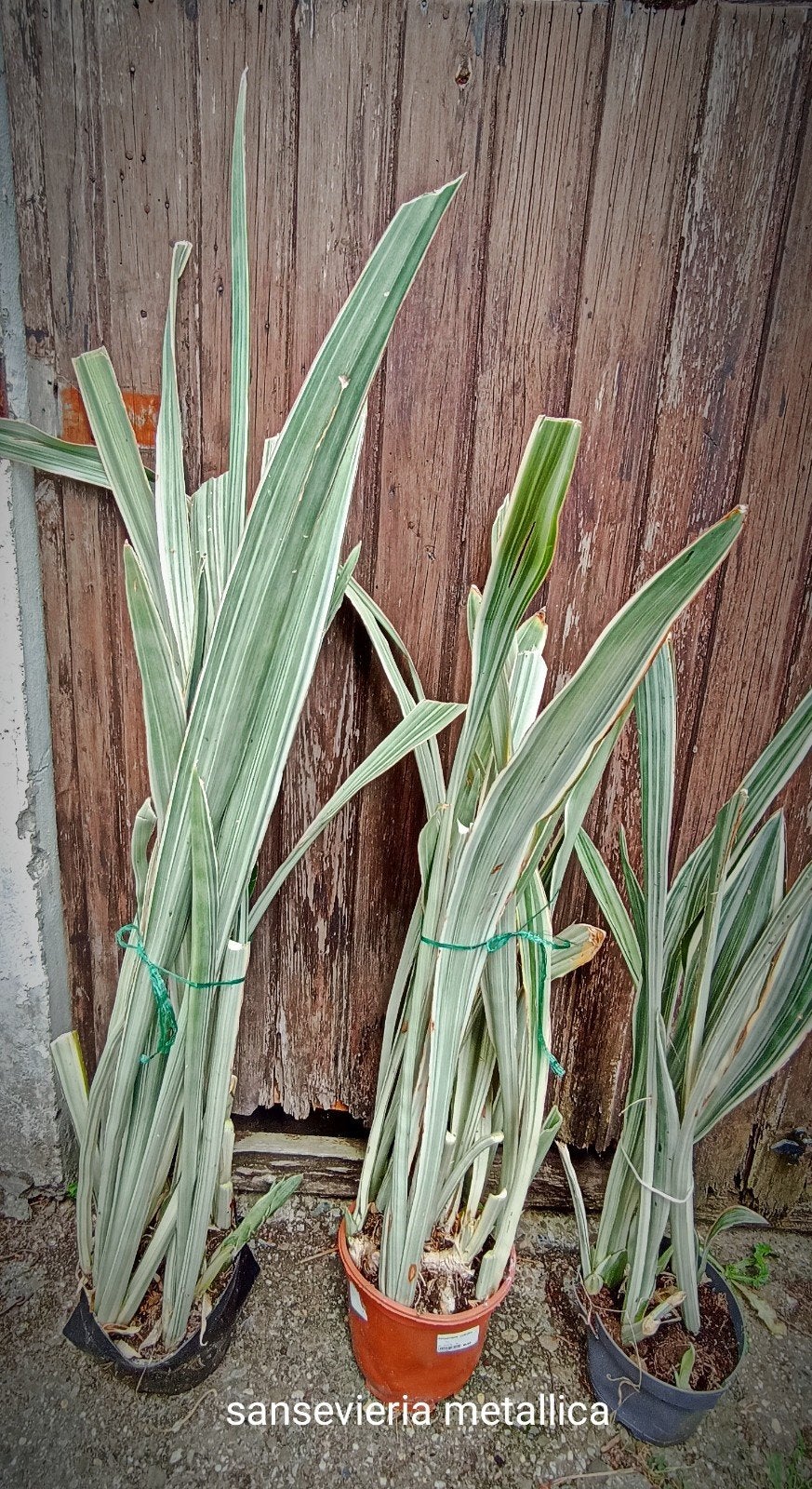 plante d'intérieur, Enlèvement
