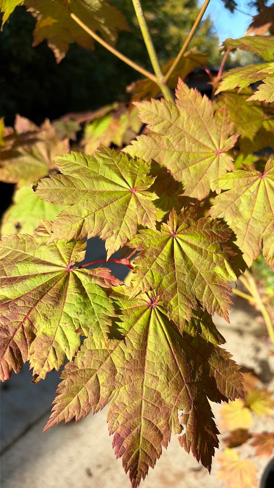 Japanse esdoorn 180 cm, Tuin en Terras, Ophalen, Esdoorn