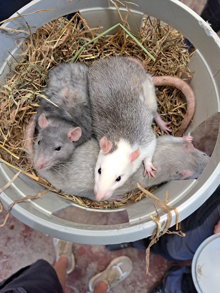 Jonge mannelijke ratten, Dieren en Toebehoren, Rat, Maart, Mannelijk, Tam