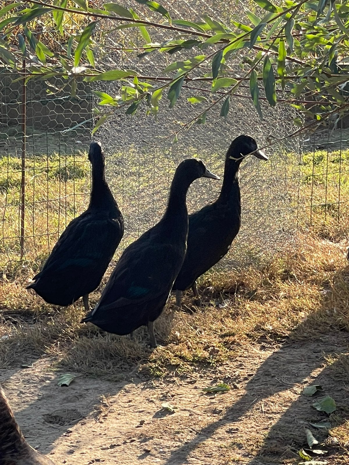 Indische loopeenden, Animaux & Accessoires, Plusieurs animaux, Canard