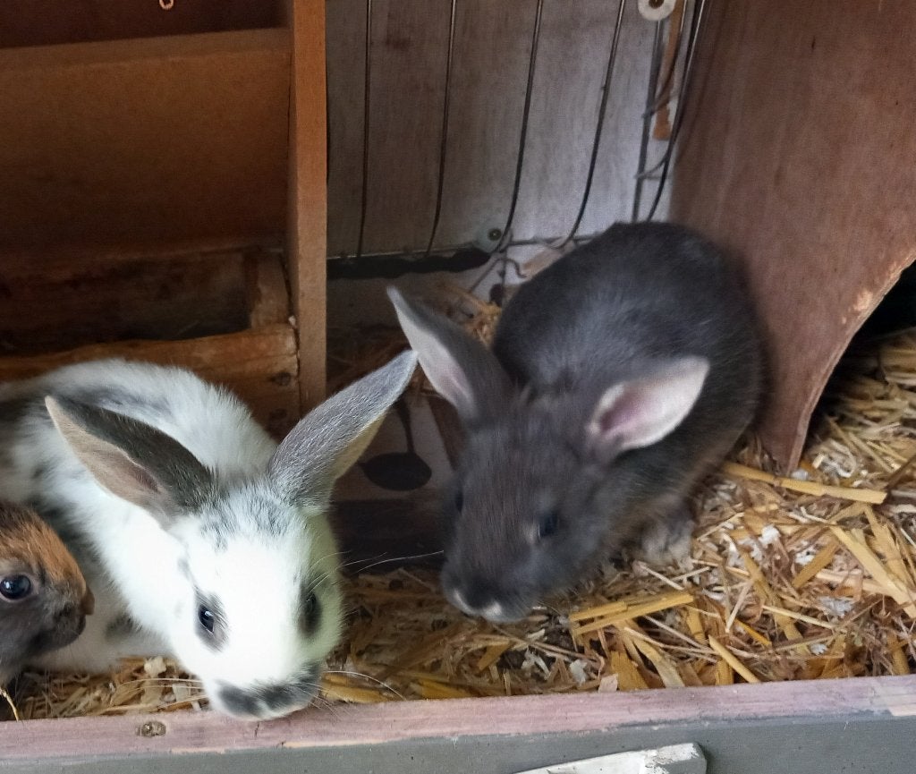 Dwergkonijnen, Dieren en Toebehoren, Meerdere dieren, Dwerg