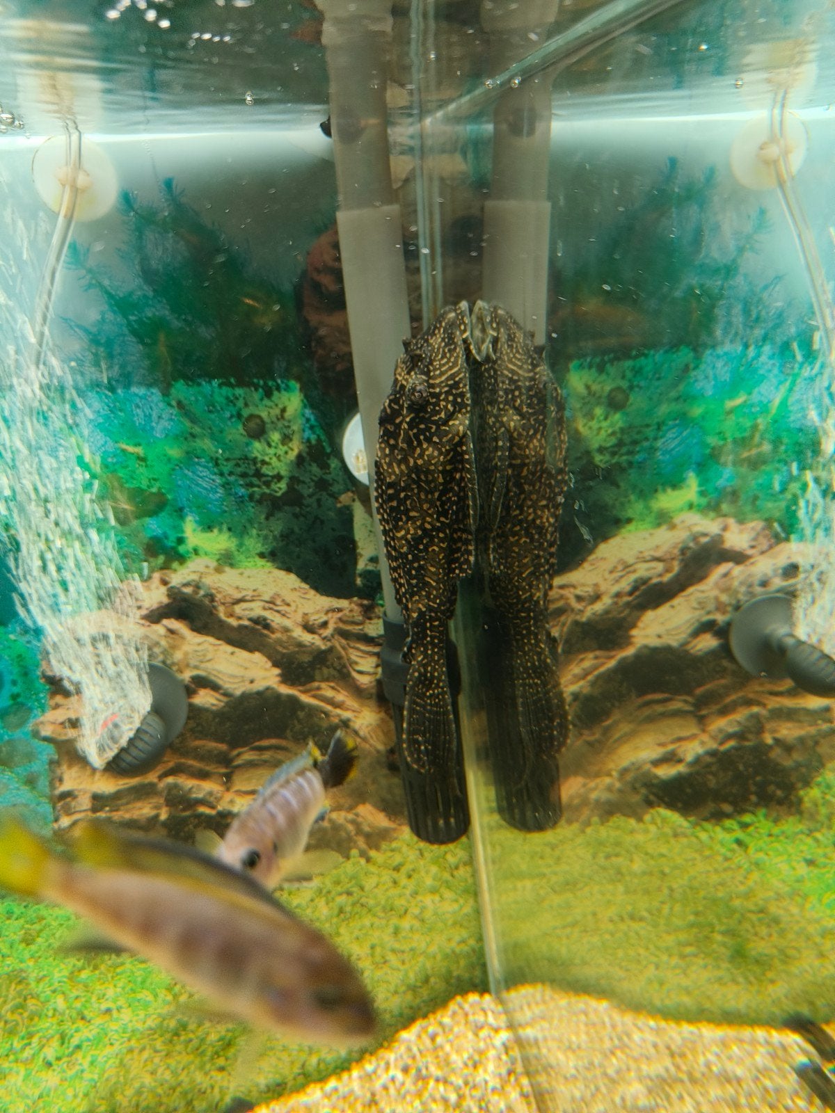 pleco
