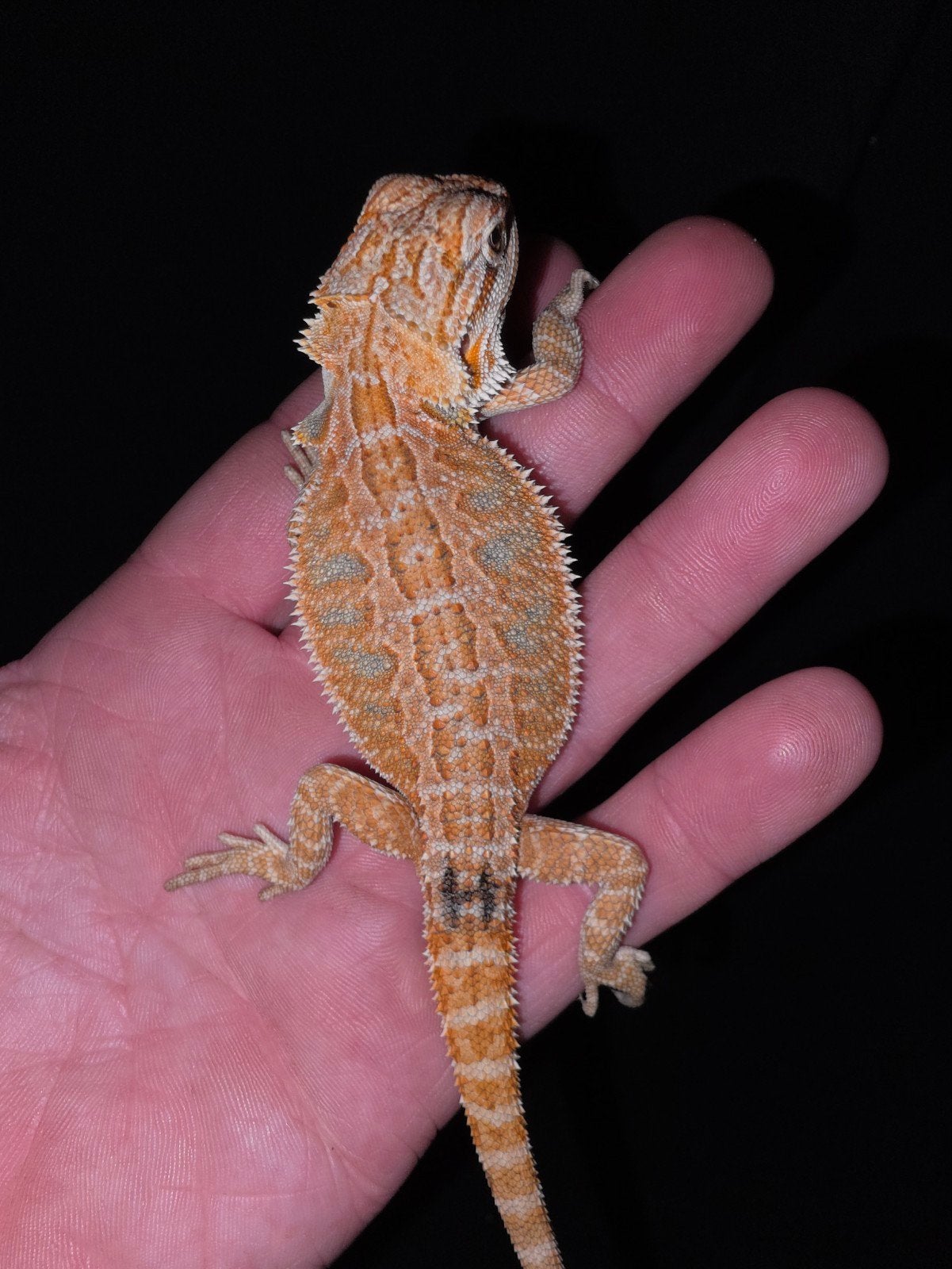 prachtig orange bluebar baardagaam-vrouwtje, Dieren en Toebehoren, Hagedis, Tam, 0 tot 2 jaar
