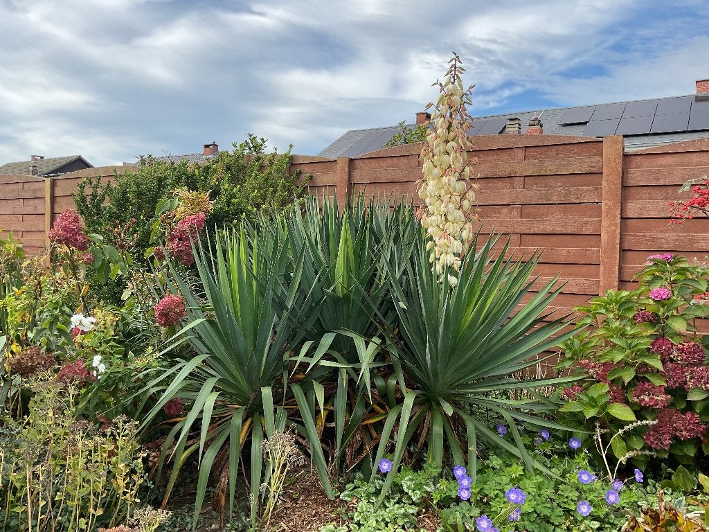 Yucca filamentosa, Tuin en Terras, Volle zon, Vaste plant, Herfst, Ophalen
