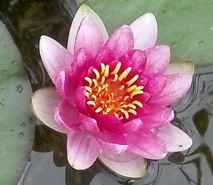 Roze waterlelie, Tuin en Terras, Vijvers, Ophalen, Nieuw