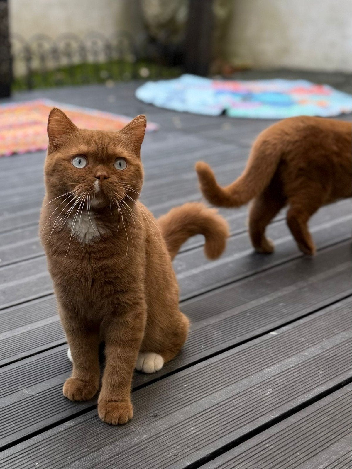 Britse korthaarkittens, 0 tot 2 jaar