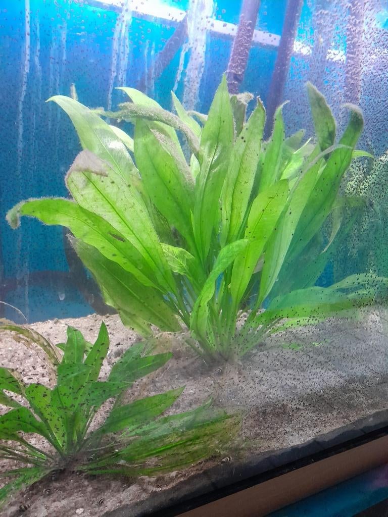 reuzenamazone (aquariumplant), Dieren en Toebehoren, Ophalen