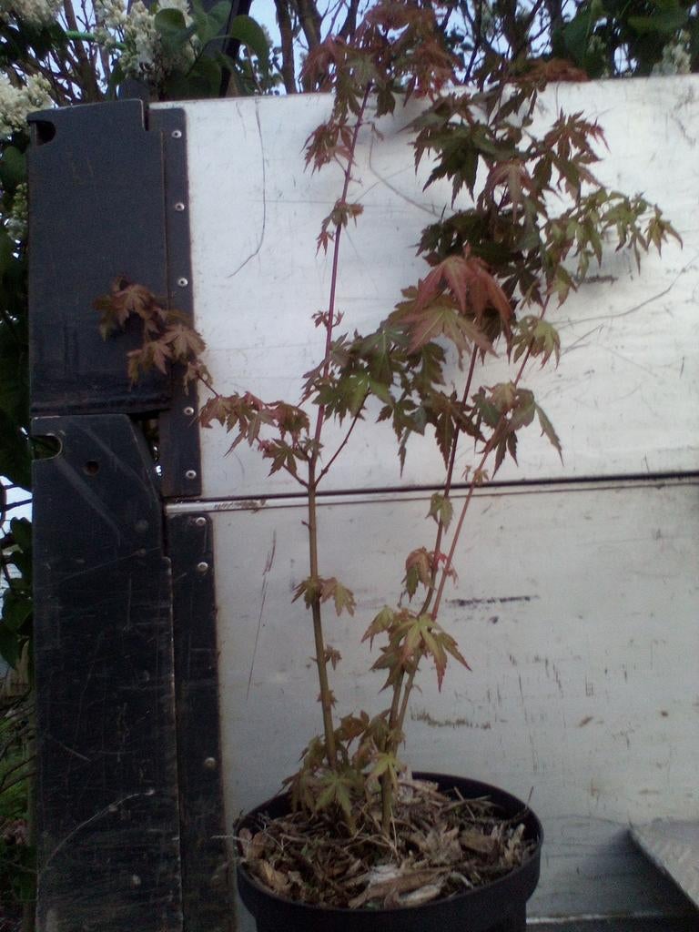 Japanse esdoorn, Acer palmatum  meerstammig, Tuin en Terras, Ophalen, Lente, Overige soorten, 100 tot 250 cm