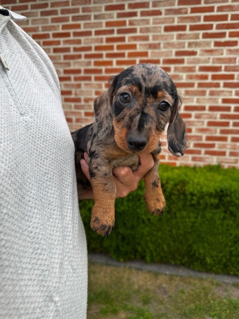 Merle Nest, chiots teckel Choco Merle., Poils courts, Standard, Chienne, Belgique