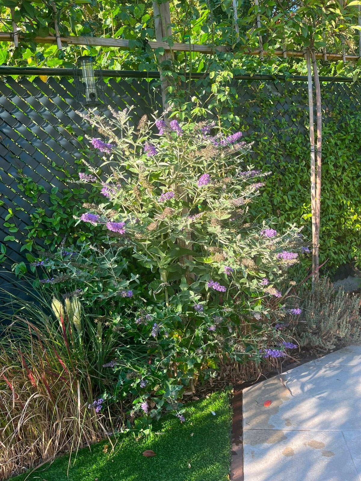 Vlinderstruik, Jardin & Terrasse, Plantes | Arbustes & Haies, Enlèvement, Arbuste aux papillons, Arbuste