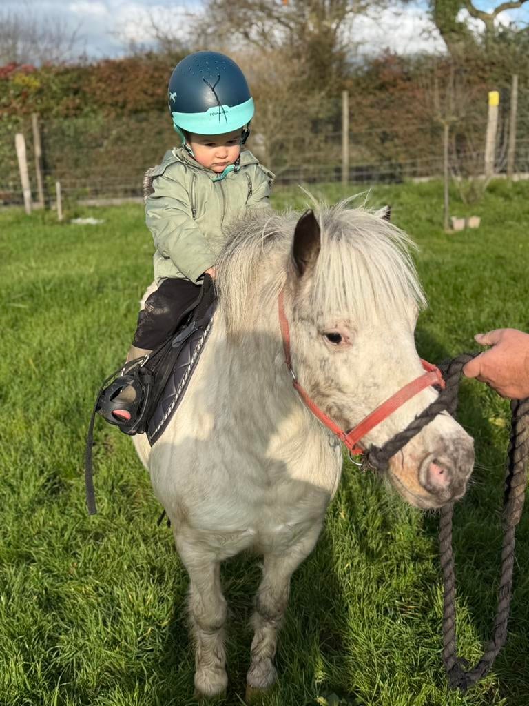 Leuke (grote) shetland merrie, Dieren en Toebehoren, M, A pony (tot 1.17m), 11 jaar of ouder, Recreatiepony