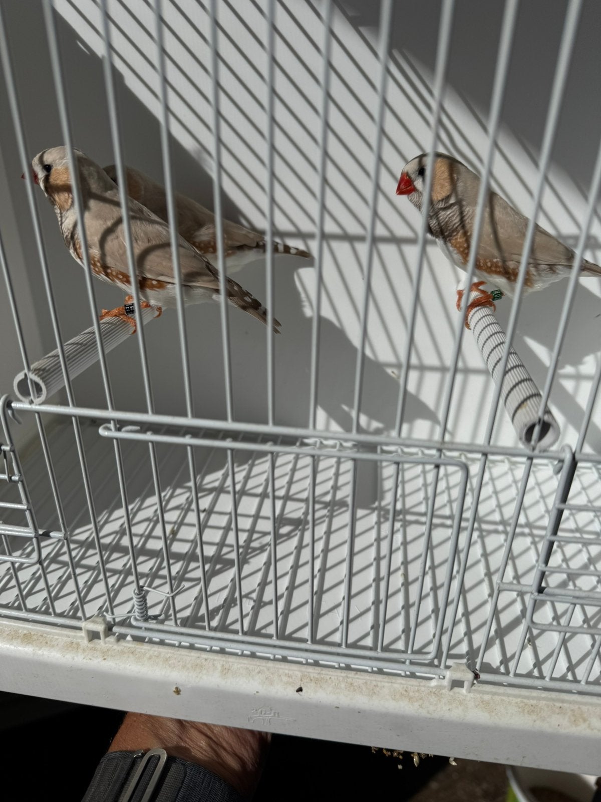 Maskerbruin, Dieren en Toebehoren