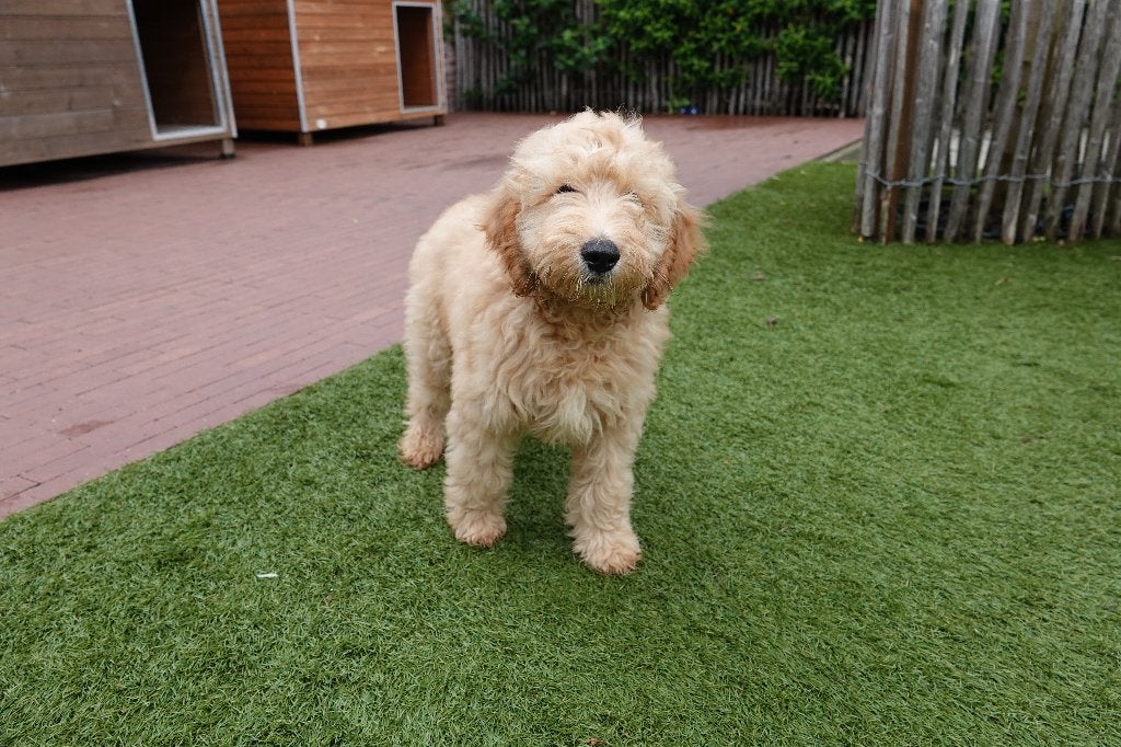 Prachtige mini Labradoodle pups, met stamboom, Dieren en Toebehoren, Parvo, België, Overige rassen, 8 tot 15 weken