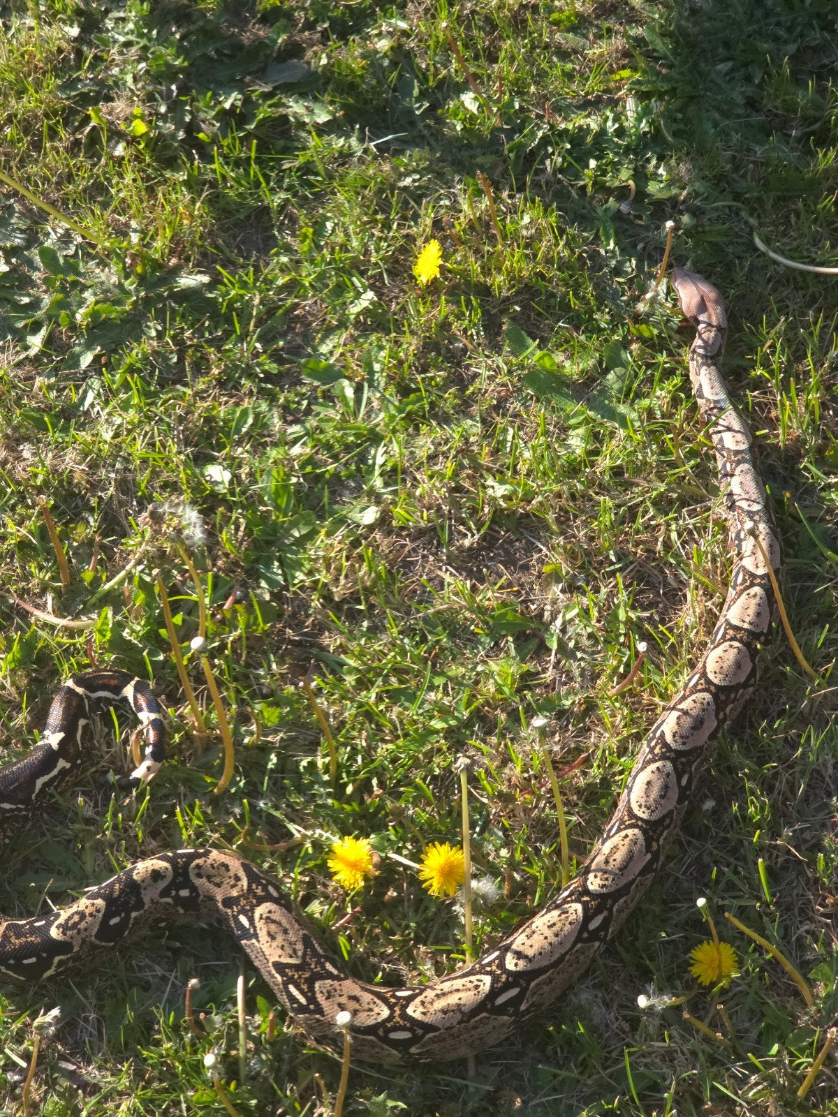 Koppel boa constrictors, Dieren en Toebehoren