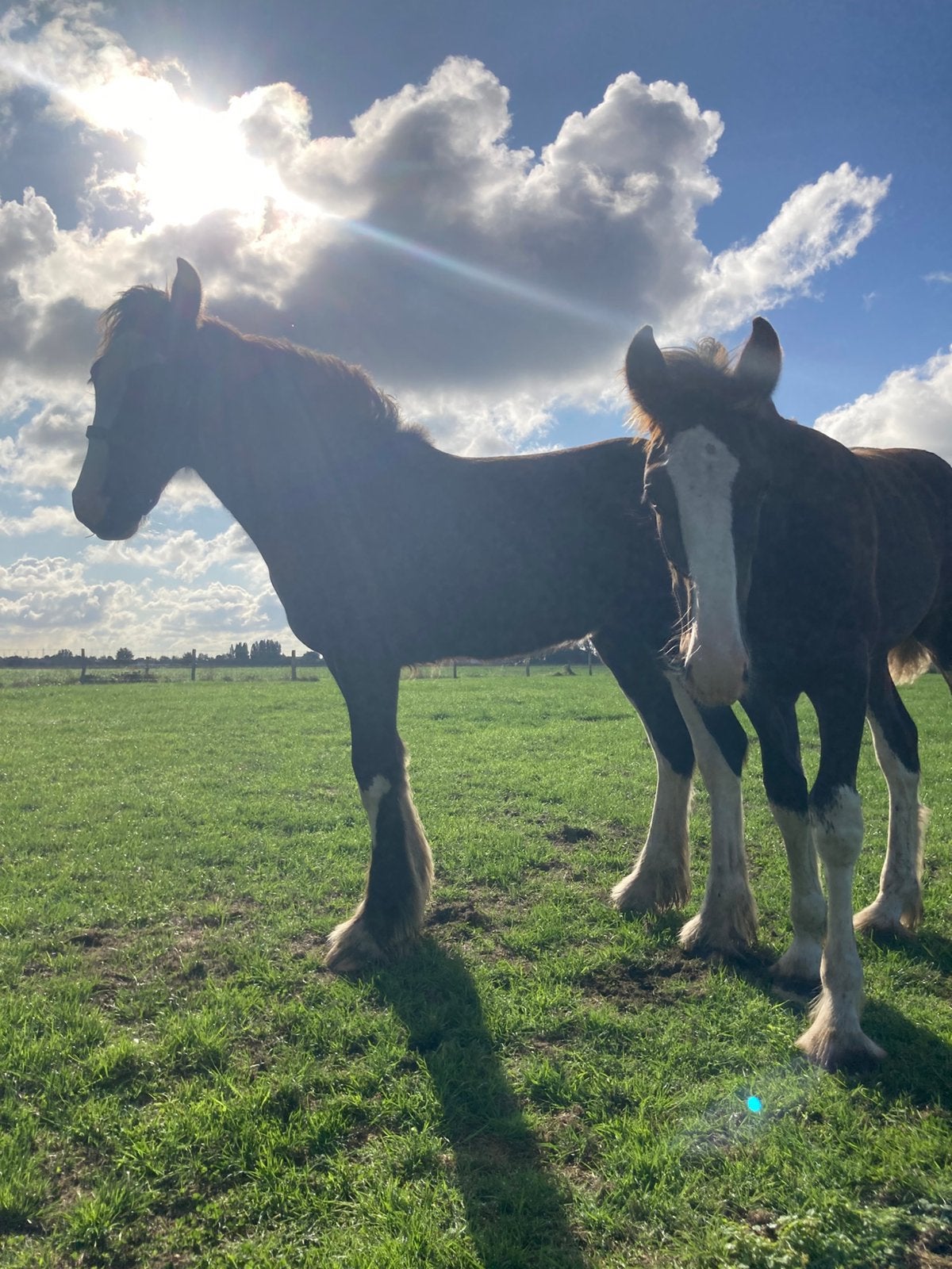 Shire veulens, Dieren en Toebehoren, Merrie, Minder dan 160 cm, Niet van toepassing, 0 tot 2 jaar
