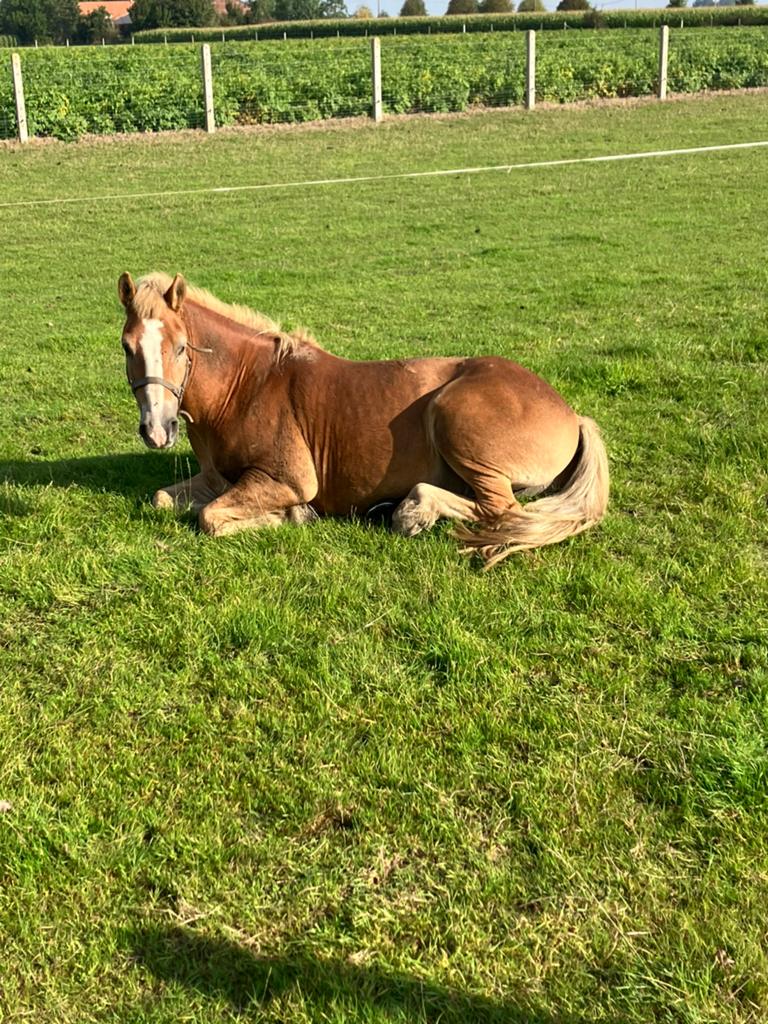 Paard aflinger te koop met koets en toebehoren