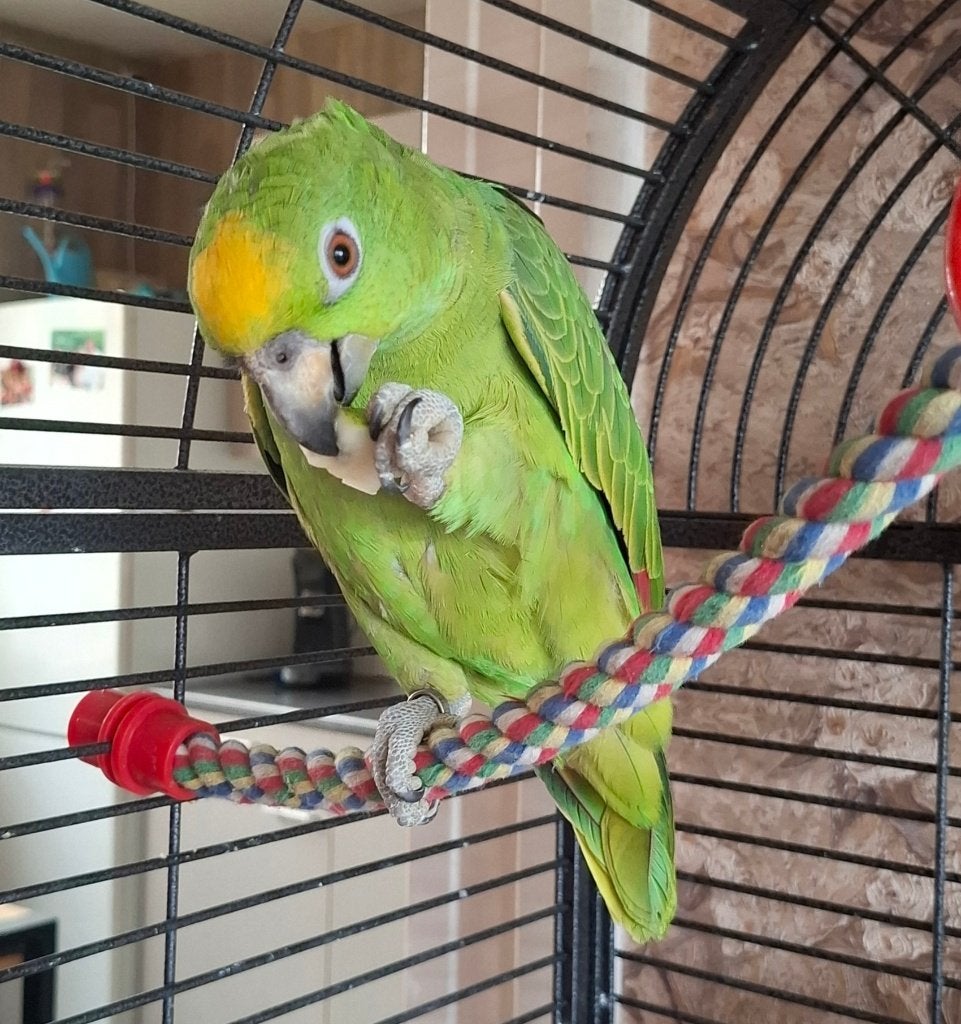 Geel voorhoofd Amazon, Dieren en Toebehoren, Mannelijk, Papegaai