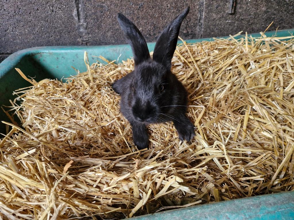 2 mooie jonge konijne, Geslacht onbekend, 0 tot 2 jaar