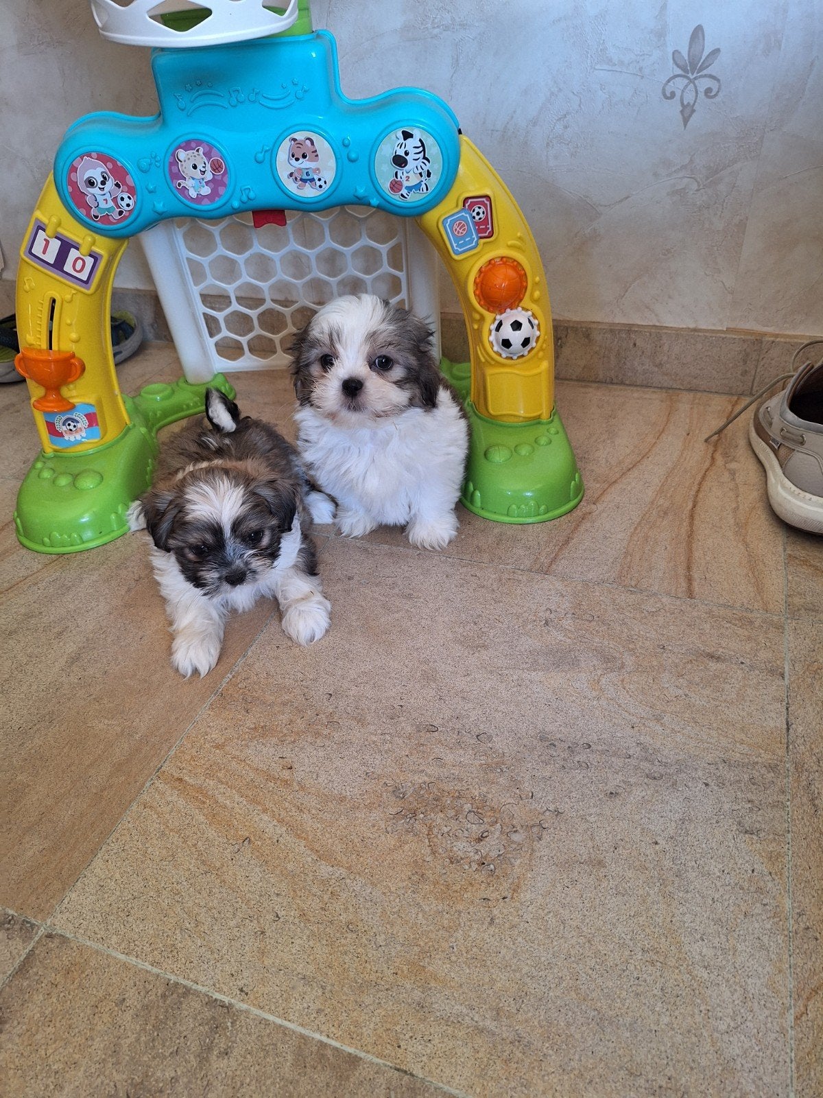 Shih tzu pups, Maladie de Carré (chiens), Autres races, Belgique, Plusieurs