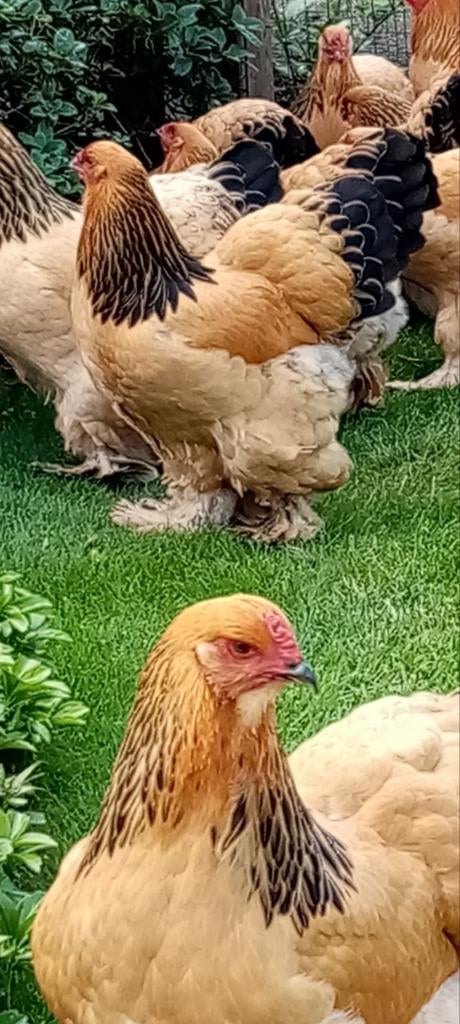 Brahma buff zwart hennen, 3 stuks, ingeënt, Dieren en Toebehoren