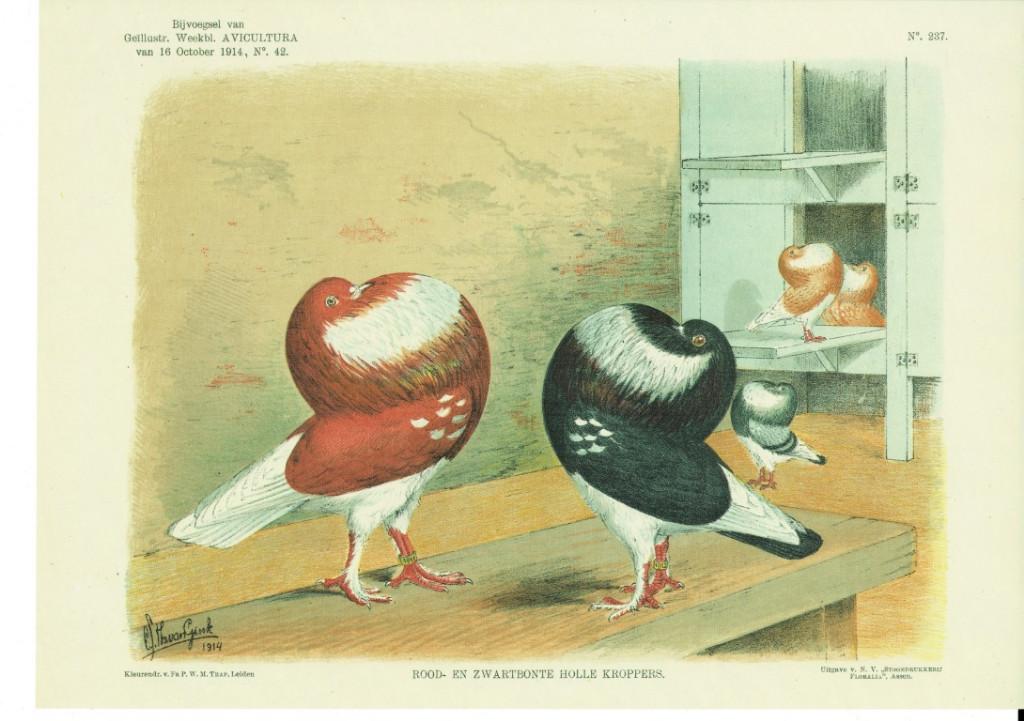 Heruitgave litho's duiven, Autres espèces