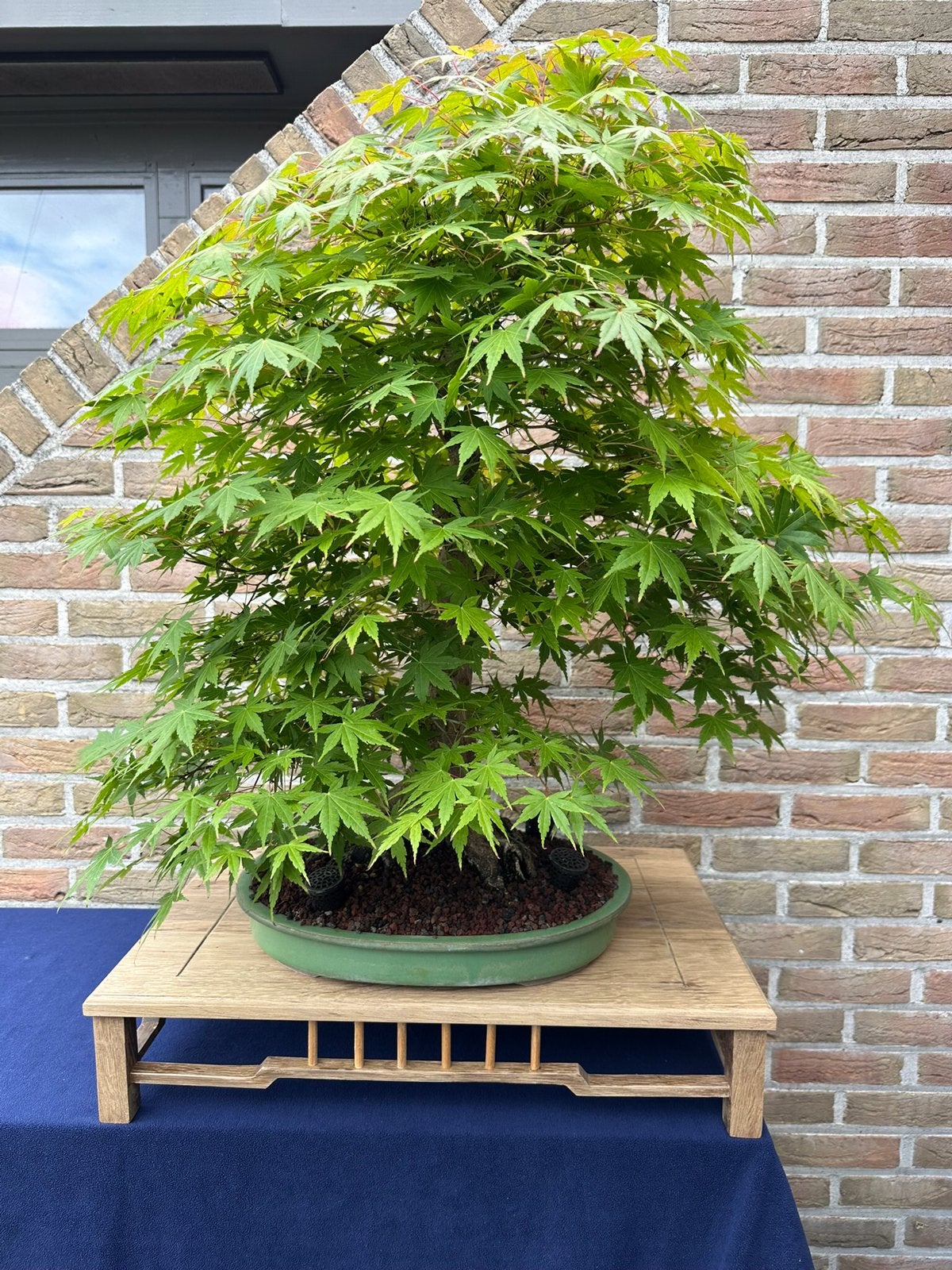 Acer palmatum Bonsai, Tuin en Terras, Ophalen